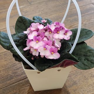 Теменужка ( Viola )