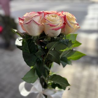 11 цветни рози с панделка (избор на цвят)