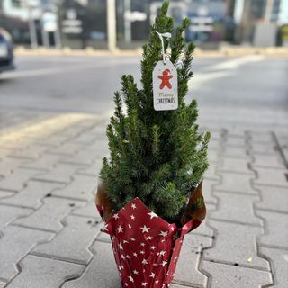 Коледна елха с червена празнична опаковка