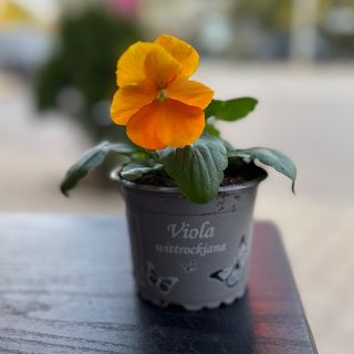 Теменужка в саксия - оранжева