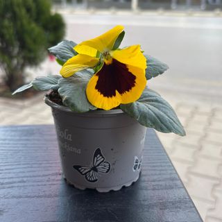 Теменужка в саксия - жълта