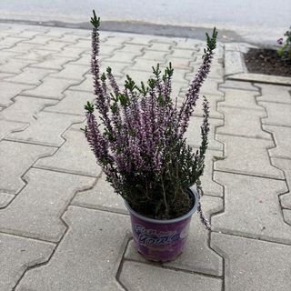 Розова калуна