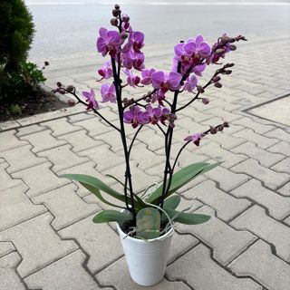 Орхидея с 2 цветоноса (лилава)