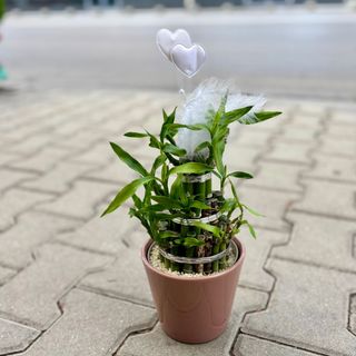 Аранжировка с бамбук на щастието