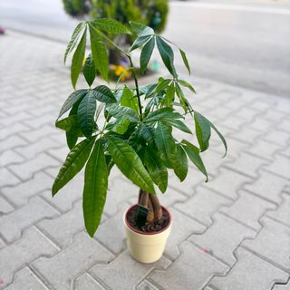 Пахира - Дървото на парите