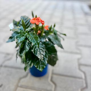 Кросандра