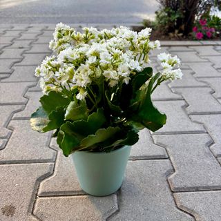 Каланхое - бяло