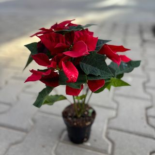 Коледна звезда (среден размер)