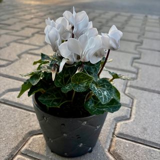 Циклама - бяла