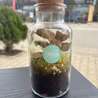 Терариум с живи растения