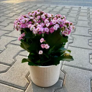 Каланхое - розово
