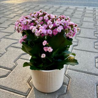 Каланхое - розово