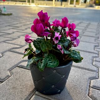 Циклама - розова