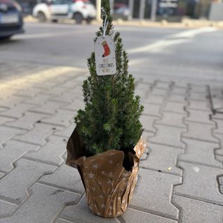 Коледна елха с кафява празнична опаковка