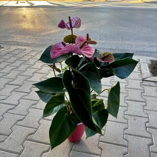 Антуриум - лилав