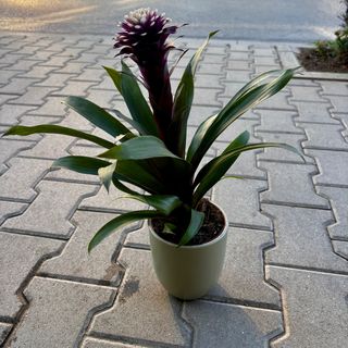 Гузмания - голяма