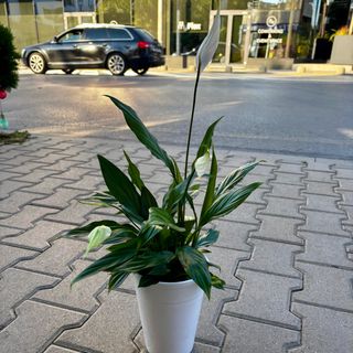 Спатифилум - Женско щастие