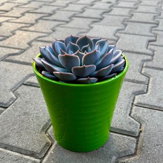 Сукулент - голям