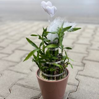 Бамбук на щастието с керамична кашпа (коралова) - голям