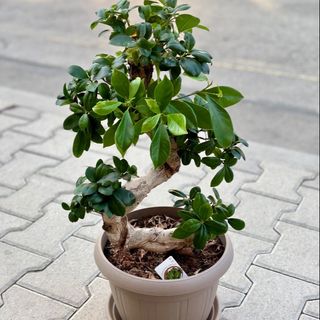 Бонсай Фикус Женшен засаден в саксия (70-80 см височина)