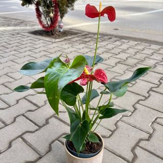 Антуриум червен - голям