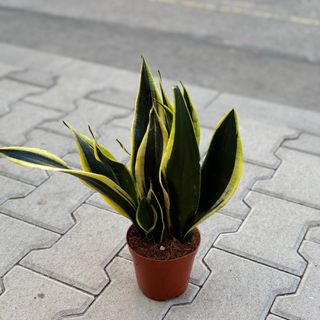 Сансевиера - голяма