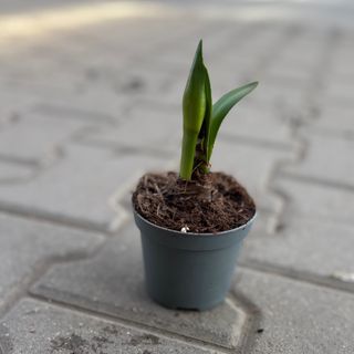 Амарис - бял