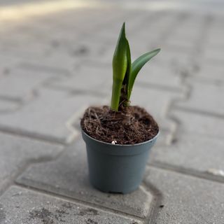 Амарилис - червен