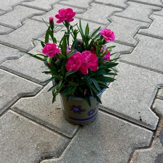 Мини карамфилчета - розови