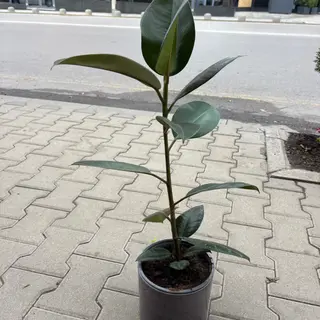 Фикус Тинеке