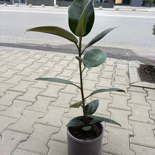 Фикус Тинеке