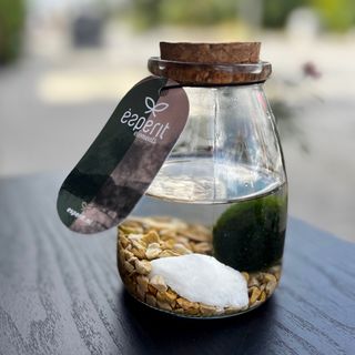 Декоративно водно растение Маримо с декорация