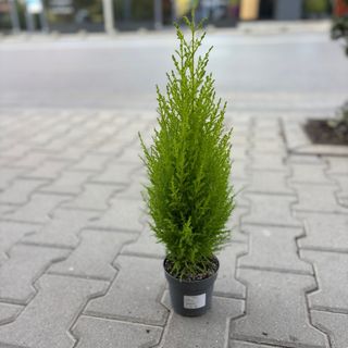 Лимонов кипарис