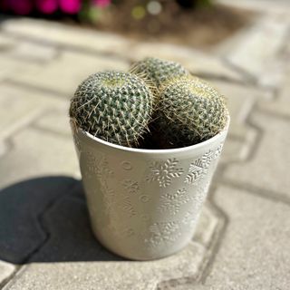 Голям кактус №2