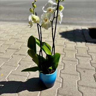 Орхидея с два цветоноса - бяла