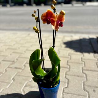 Орхидея с два цветоноса - оранжева