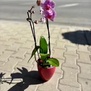 Орхидея с два цветоноса - розова