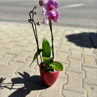 Орхидея с два цветоноса - розова