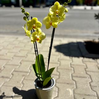 Орхидея с два цветоноса -жълта