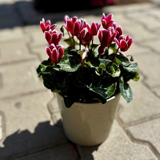 Циклама (бяло - цикламена)