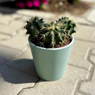 Голям кактус №1