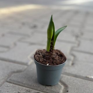 Червено-бял амарилис