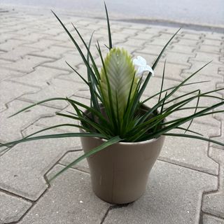 Тиландсия - бяла