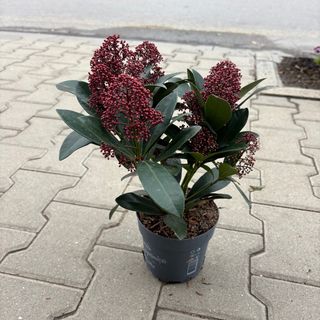 Японска Скимия