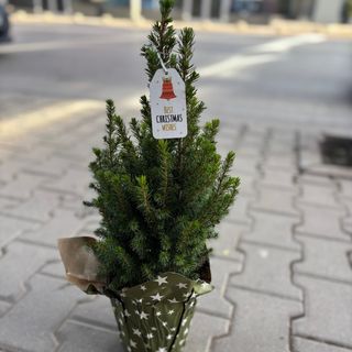 Коледна елха със зелена празнична опаковка