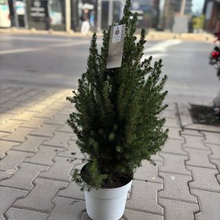 Коледна елха