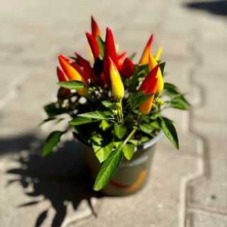 Люти чушлета