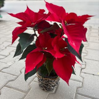 Коледна звезда - голяма