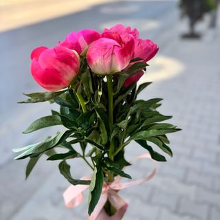 5 божура с панделка (цветове според наличността)