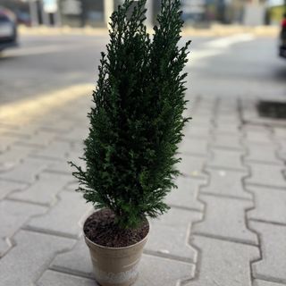 Кипарис - 50 см височина
